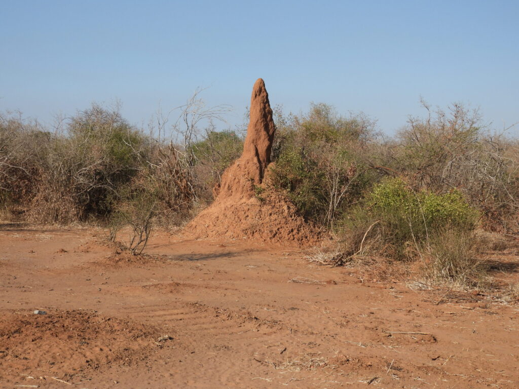 afrika2025 121