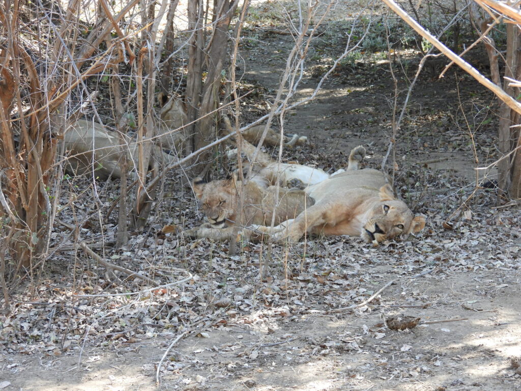 afrika2025 140