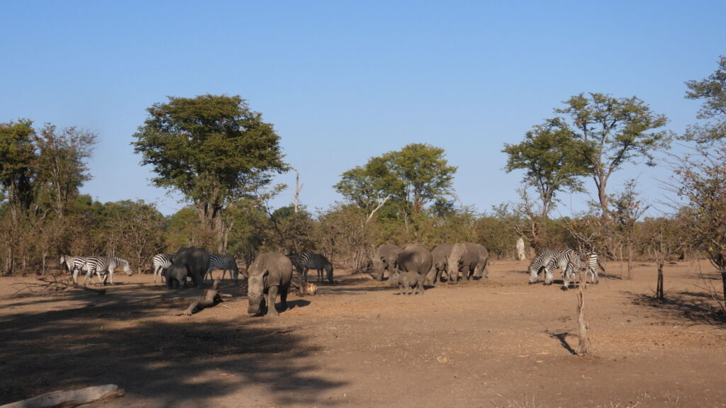 afrika2025 403