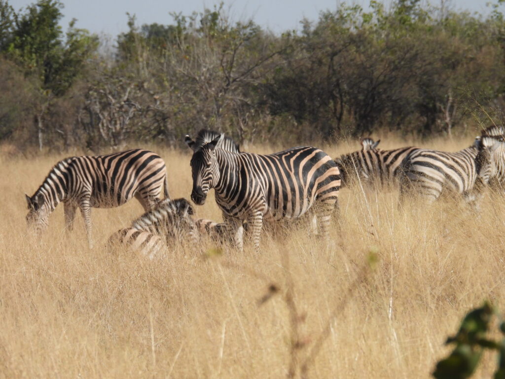 afrika2025 611