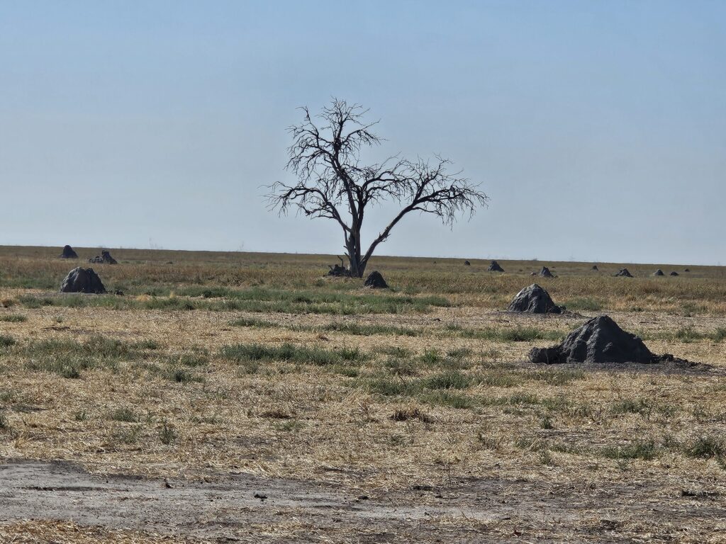 afrika2025 633