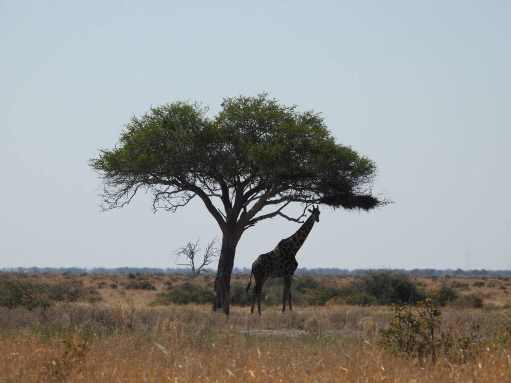 afrika2025 640