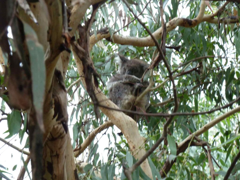2011 australien 001