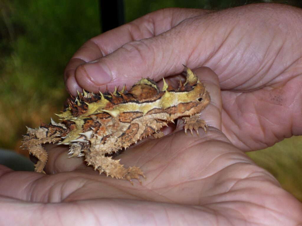 2011 australien 010