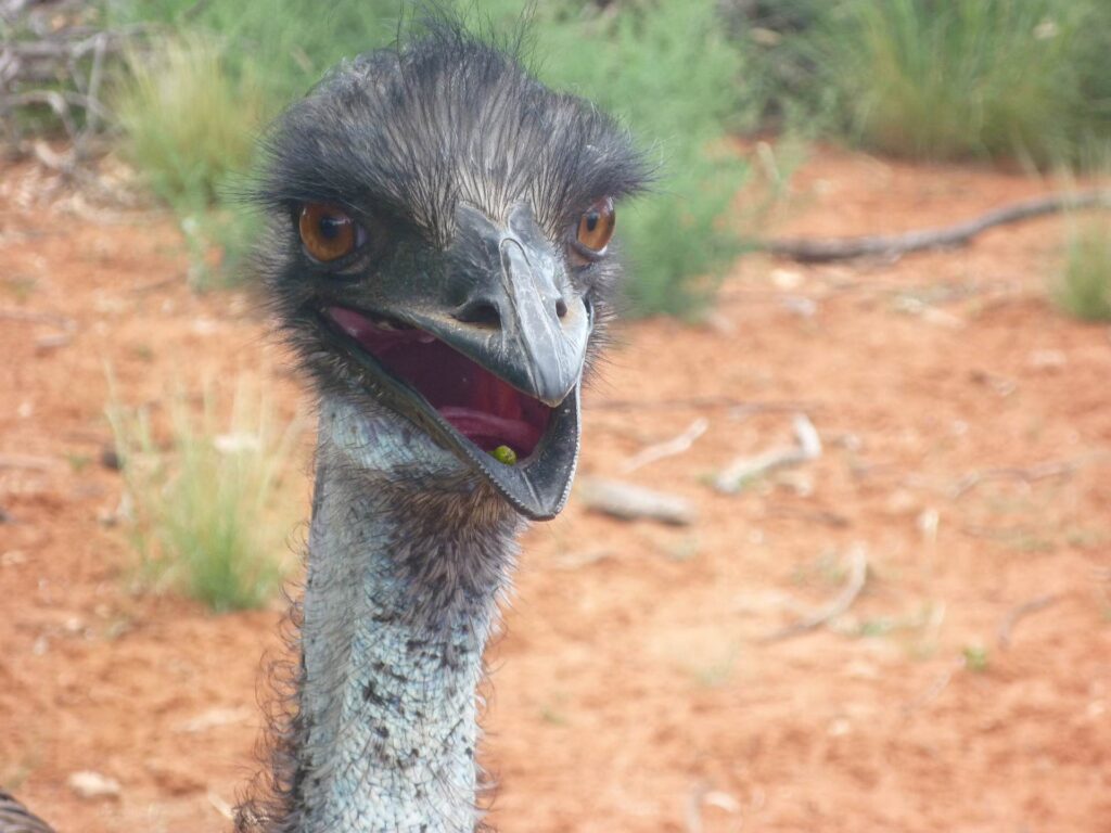 2011 australien 011