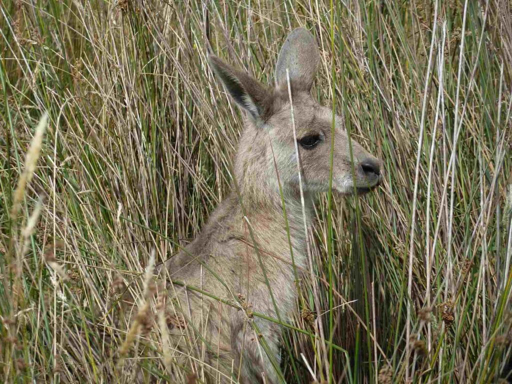 2011 australien 012