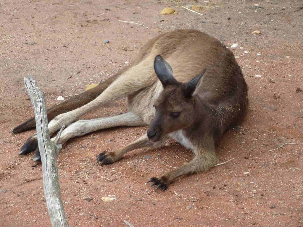 2011 australien 013