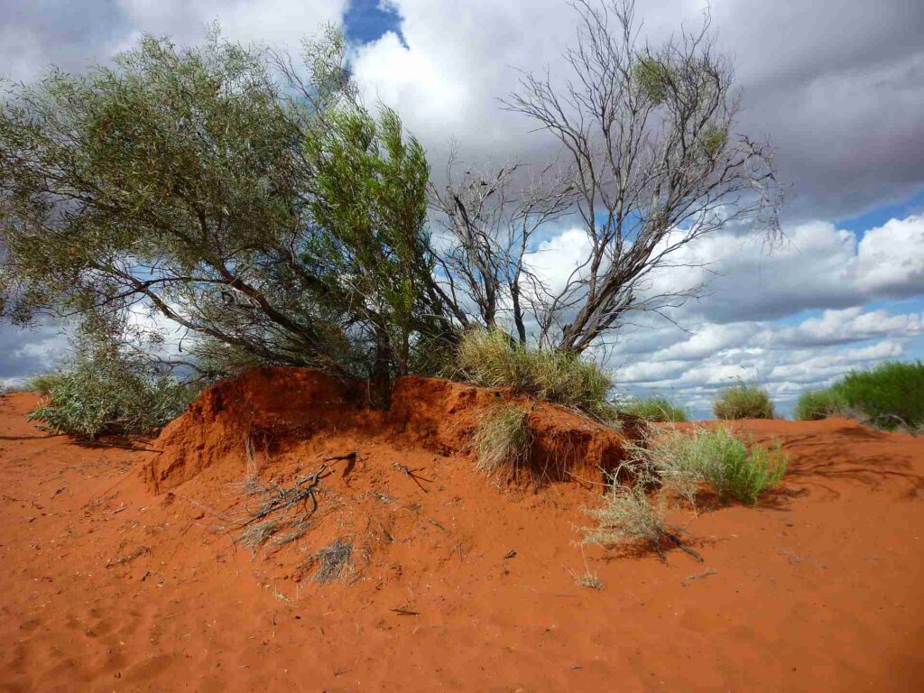 2011 australien 022