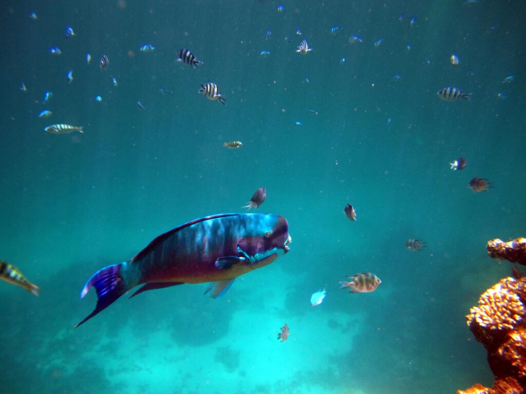 2011 australien 045