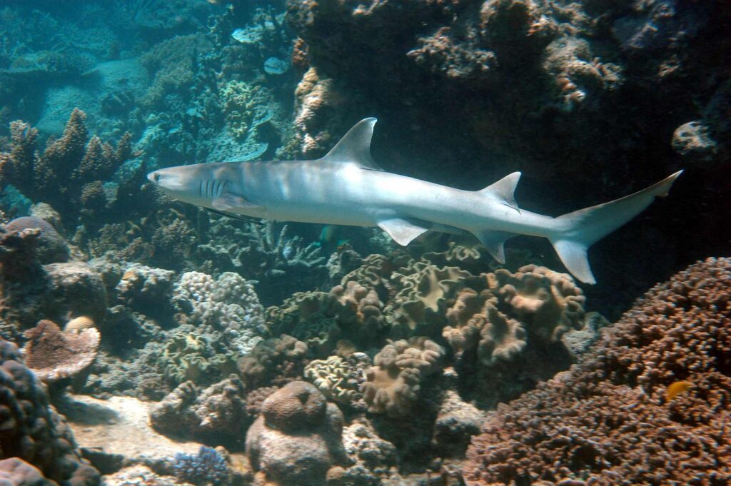 2011 australien 049