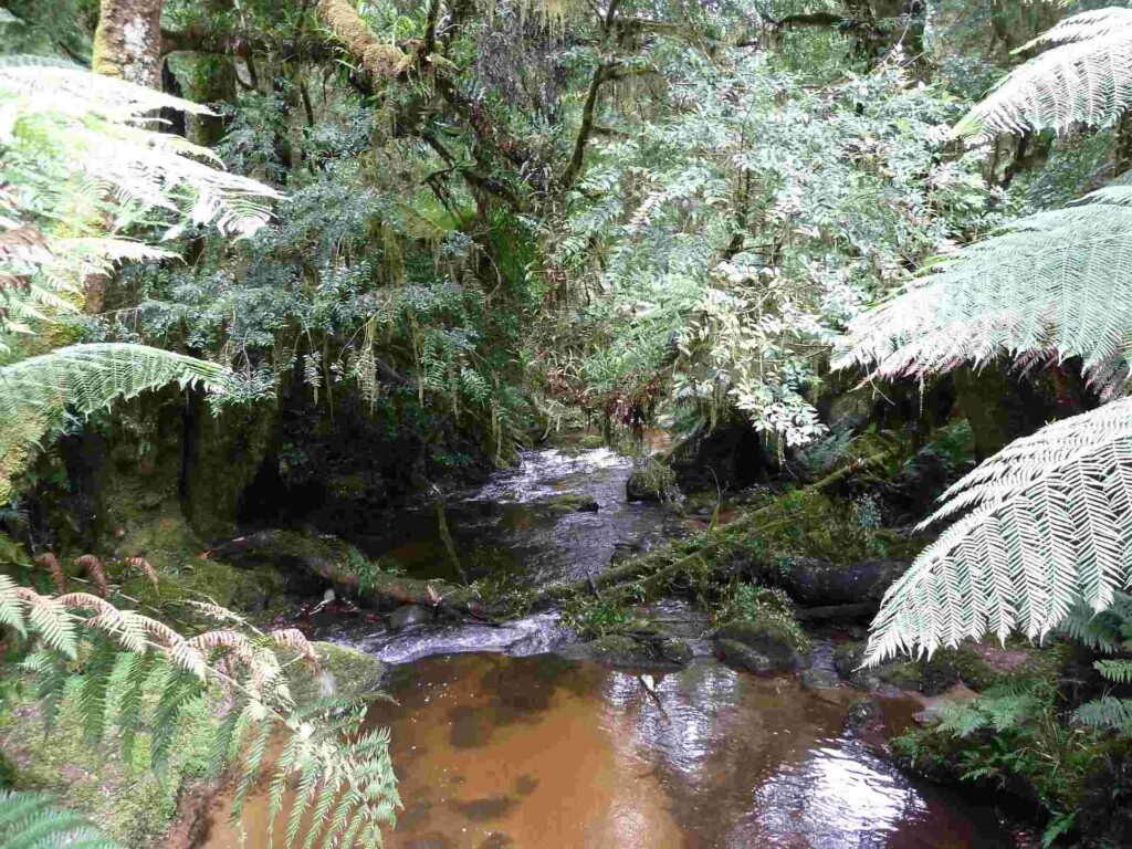 2011 tasmanien 005