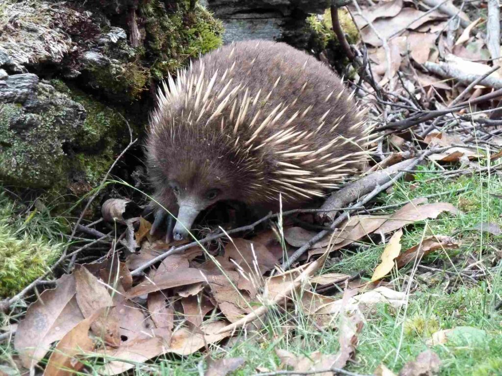 2011 tasmanien 007
