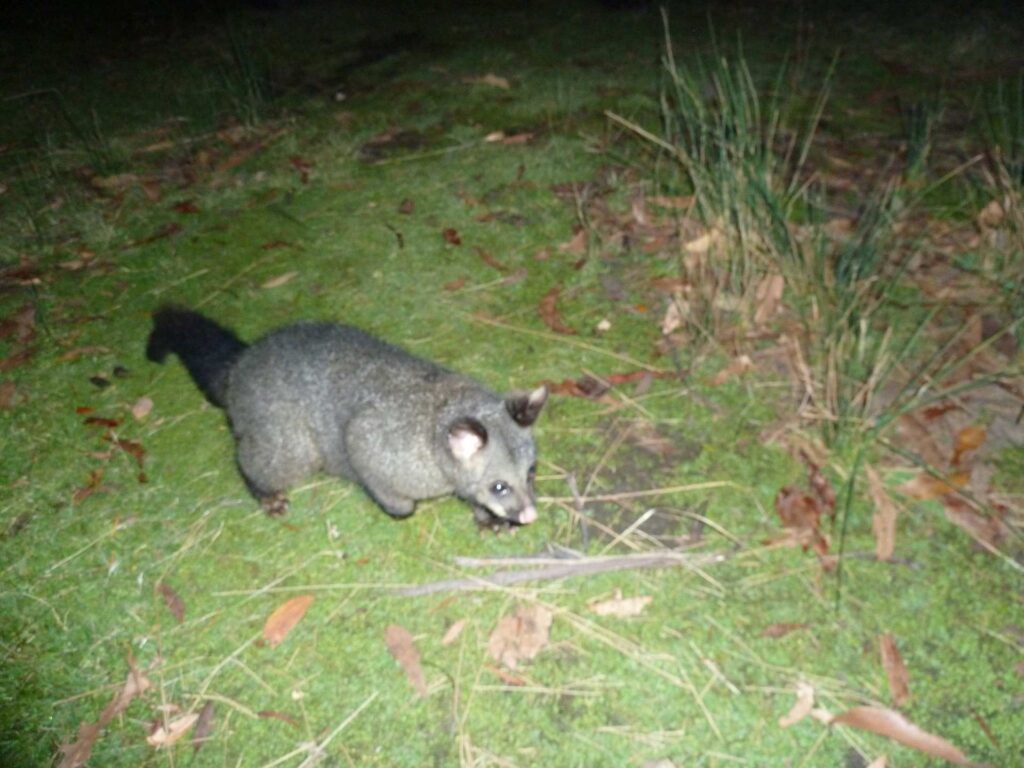 2011 tasmanien 008