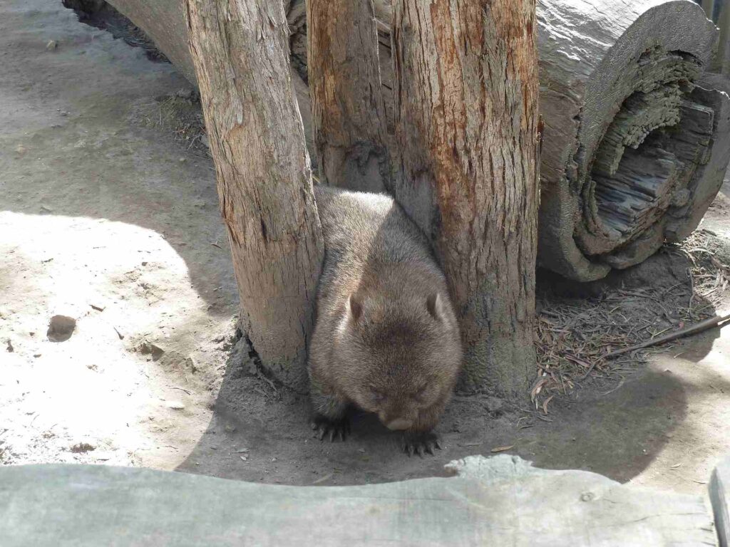 2011 tasmanien 010