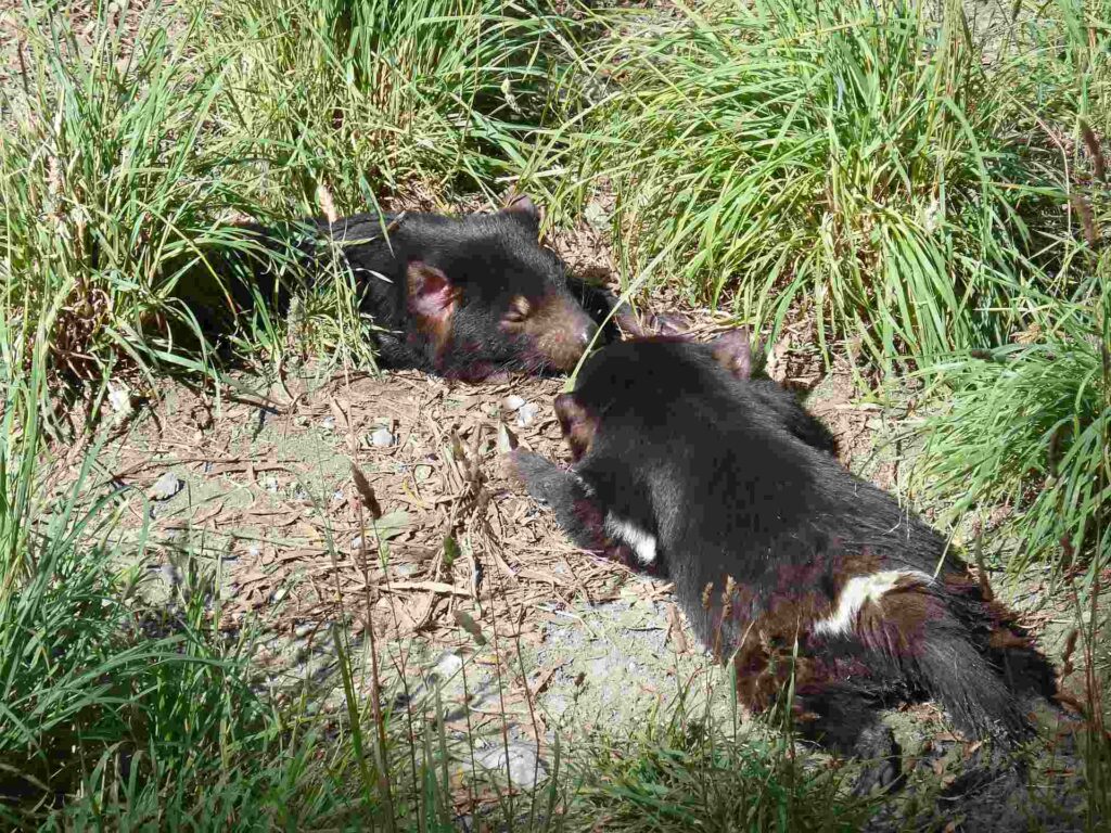 2011 tasmanien 011