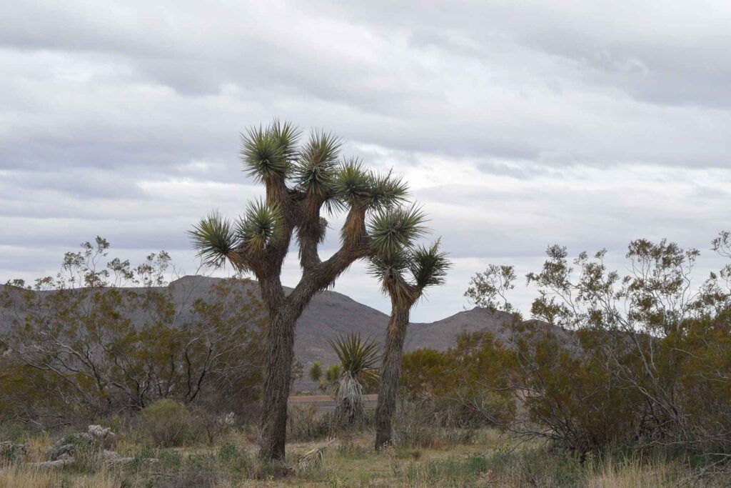 2011 usa 009