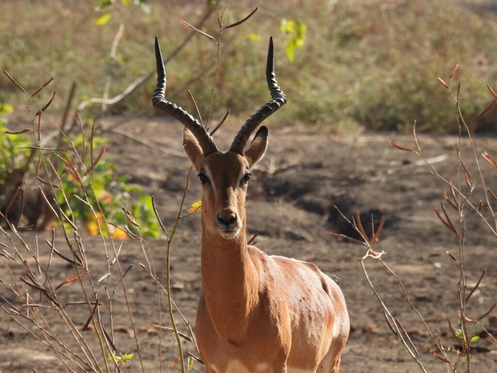 2025 afrika 036